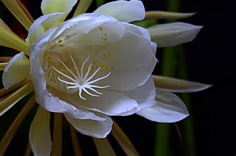 昙花风水|昙花的风水作用与说法 昙花的风水功效及传说